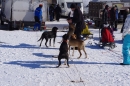 Schlittenhunderennen-Bernau-04022012-Bodensee-Community-seechat_de_79.jpg