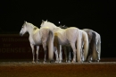 PFERDEGALA-Im-Takt-der-Pferde-Friedrichshafen-100212-Bodens_ee-SEECHAT_DE-IMG_3798.JPG