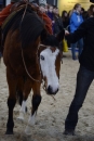 Pferd-Bodensee-18022012-Bodensee-Community-seechat_de-_32.JPG