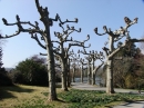 Insel-Mainau-23-03-2012-Bodensee-Community-SEECHAT_DE-_06.JPG