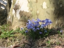 Insel-Mainau-23-03-2012-Bodensee-Community-SEECHAT_DE-_08.JPG