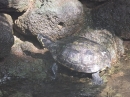 Insel-Mainau-23-03-2012-Bodensee-Community-SEECHAT_DE-_16.JPG