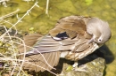 Zoo-Z_rich-26042012-Bodensee-Community-Seechat-de21.jpg