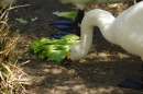 Zoo-Z_rich-26042012-Bodensee-Community-Seechat-de23.jpg