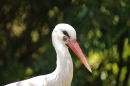 Zoo-Z_rich-26042012-Bodensee-Community-Seechat-de24.jpg