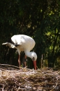 Zoo-Z_rich-26042012-Bodensee-Community-Seechat-de25.jpg