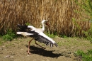 Zoo-Z_rich-26042012-Bodensee-Community-Seechat-de28.jpg