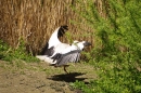 Zoo-Z_rich-26042012-Bodensee-Community-Seechat-de29.jpg