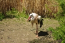 Zoo-Z_rich-26042012-Bodensee-Community-Seechat-de30.jpg