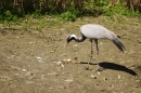 Zoo-Z_rich-26042012-Bodensee-Community-Seechat-de35.jpg