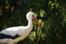 Zoo-Z_rich-26042012-Bodensee-Community-Seechat-de36.jpg