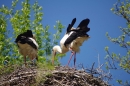 Zoo-Z_rich-26042012-Bodensee-Community-Seechat-de37.jpg