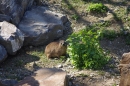 Zoo-Z_rich-26042012-Bodensee-Community-Seechat-de44.jpg