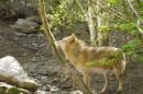 Zoo-Z_rich-26042012-Bodensee-Community-Seechat-de62.jpg