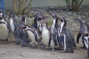 Zoo-Z_rich-26042012-Bodensee-Community-Seechat-de64.jpg