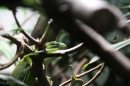 Zoo-Zuerich-26042012-Bodensee-Community_SEECHAT_DE-_149.jpg