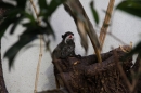 Zoo-Zuerich-26042012-Bodensee-Community_SEECHAT_DE-_156.jpg