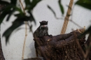 Zoo-Zuerich-26042012-Bodensee-Community_SEECHAT_DE-_157.jpg