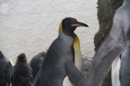 Zoo-Zuerich-26042012-Bodensee-Community_SEECHAT_DE-_29.jpg