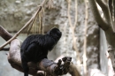 Zoo-Zuerich-26042012-Bodensee-Community_SEECHAT_DE-_50.jpg