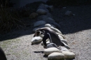 Zoo-Zuerich-26042012-Bodensee-Community_SEECHAT_DE-_62.jpg