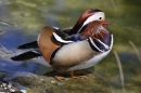 Zoo-Zuerich-26042012-Bodensee-Community_SEECHAT_DE-_64.jpg