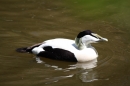 Zoo-Zuerich-26042012-Bodensee-Community_SEECHAT_DE-_65.jpg