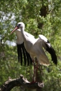 Zoo-Zuerich-26042012-Bodensee-Community_SEECHAT_DE-_67.jpg