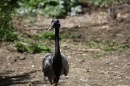 Zoo-Zuerich-26042012-Bodensee-Community_SEECHAT_DE-_68.jpg