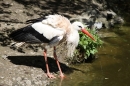 Zoo-Zuerich-26042012-Bodensee-Community_SEECHAT_DE-_69.jpg