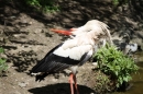 Zoo-Zuerich-26042012-Bodensee-Community_SEECHAT_DE-_70.jpg