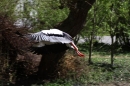 Zoo-Zuerich-26042012-Bodensee-Community_SEECHAT_DE-_72.jpg