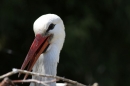 Zoo-Zuerich-26042012-Bodensee-Community_SEECHAT_DE-_76.jpg