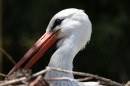 Zoo-Zuerich-26042012-Bodensee-Community_SEECHAT_DE-_77.jpg