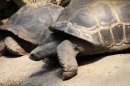 Zoo-Zuerich-26042012-Bodensee-Community_SEECHAT_DE-_85.jpg