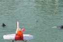 seechat_de-Ente-gut-Seehafenfliegen-Lindau-30062012-Bodensee-Community-SEECHAT_DE-_206.JPG