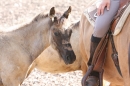 Criollos-Equitation-Hoffest-Gailingen-040812-Bodensee-Community-SEECHAT_DE-_190.JPG