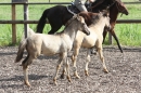 Criollos-Equitation-Hoffest-Gailingen-040812-Bodensee-Community-SEECHAT_DE-_203.JPG