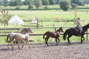 Criollos-Equitation-Hoffest-Gailingen-040812-Bodensee-Community-SEECHAT_DE-_208.JPG