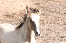 Criollos-Equitation-Hoffest-Gailingen-040812-Bodensee-Community-SEECHAT_DE-_211.JPG