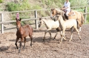 Criollos-Equitation-Hoffest-Gailingen-040812-Bodensee-Community-SEECHAT_DE-_213.JPG