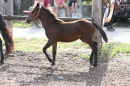 Criollos-Equitation-Hoffest-Gailingen-040812-Bodensee-Community-SEECHAT_DE-_218.JPG