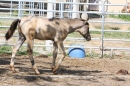 Criollos-Equitation-Hoffest-Gailingen-040812-Bodensee-Community-SEECHAT_DE-_356.JPG