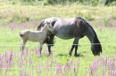 Criollos-Equitation-Hoffest-Gailingen-040812-Bodensee-Community-SEECHAT_DE-_396.JPG