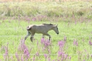 Criollos-Equitation-Hoffest-Gailingen-040812-Bodensee-Community-SEECHAT_DE-_398.JPG