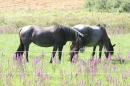 Criollos-Equitation-Hoffest-Gailingen-040812-Bodensee-Community-SEECHAT_DE-_421.JPG