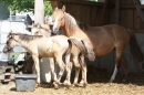 Criollos-Equitation-Hoffest-Gailingen-040812-Bodensee-Community-SEECHAT_DE-_486.JPG