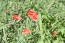 Criollos-Equitation-Hoffest-Gailingen-040812-Bodensee-Community-SEECHAT_DE-_487.JPG