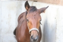 Criollos-Equitation-Hoffest-Gailingen-040812-Bodensee-Community-SEECHAT_DE-_600.JPG