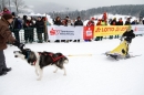 Schlittenhunderennen-Todtmoos-24022013-Bodensee-Community-Seechat_16.JPG